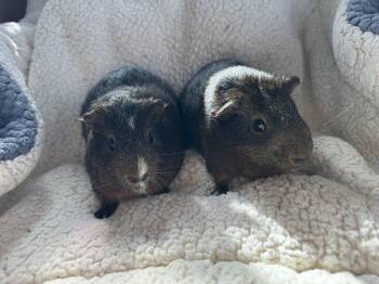 Rescue Guinea Pig Guinea Pigs for Adoption in Walnut Grove, California - Cedar And Oak | PetCurious